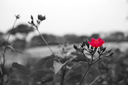 black and white with red flower