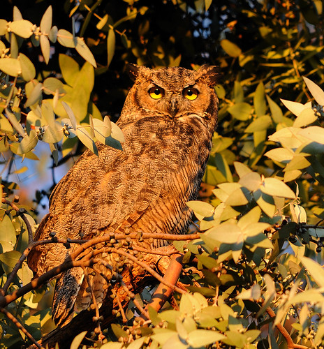 Great Horned Owl by sarbhloh.
