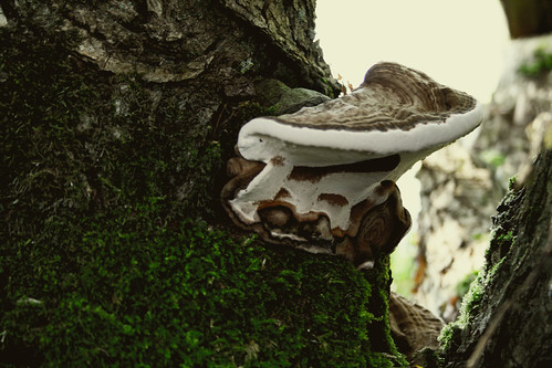 Autumn Fungi.