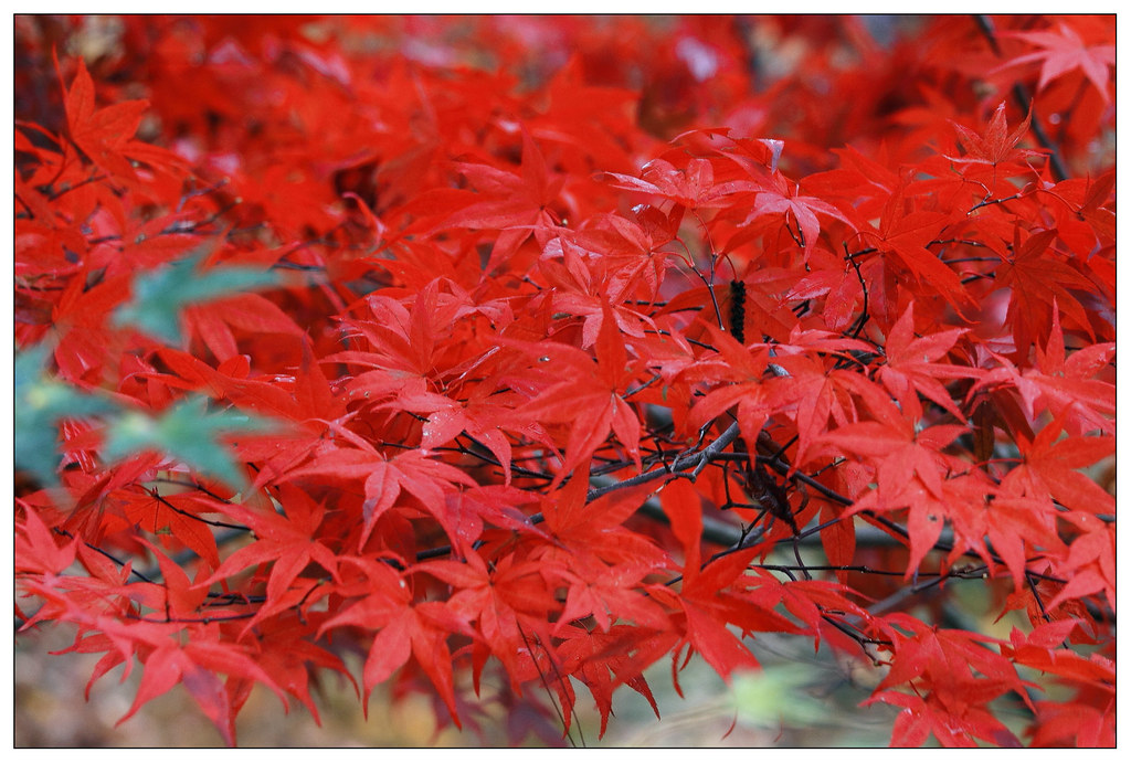福壽山上的楓紅一片