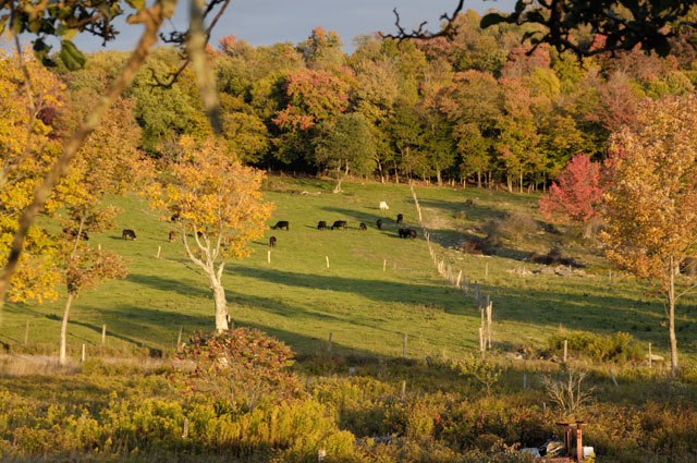 Meyer Farm - Black Angus in Fall