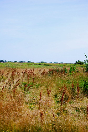 marsh landscape 1