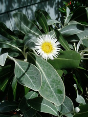 Pachystegia insignis flower detail
