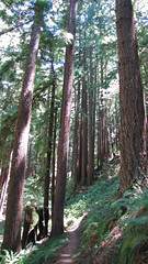 mmmm redwoods