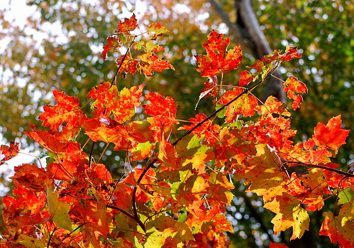 fall colors 5