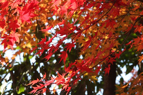 Maples at Tofuku-ji Temple