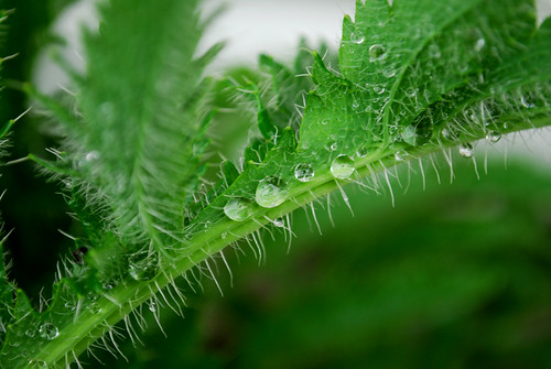 Raindrops on Poppy Leaves by Sandee4242
