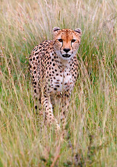 Cheetah Stalking, Maasai Mara, Kenya