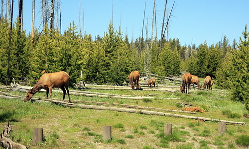 A herd of.... moose?