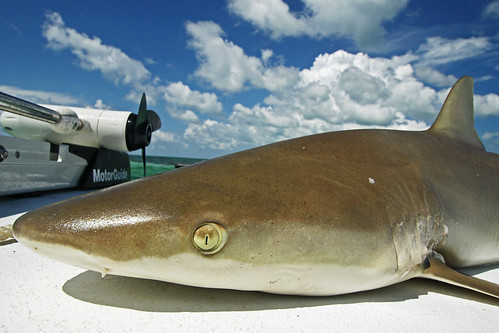 florida keys sharks. Blacknose Shark, Florida Keys