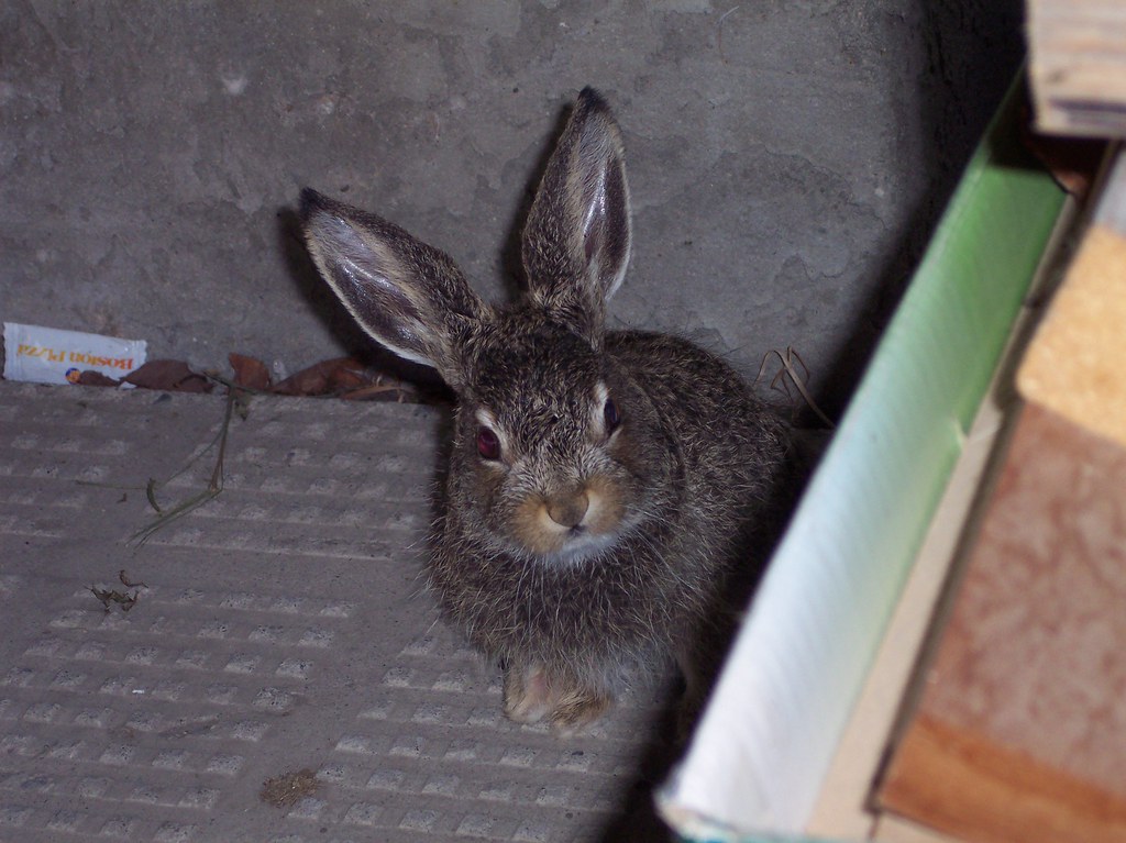 baby bunny July 2009