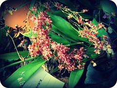 Orquídea - Oncidium