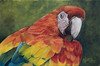 Rainbow Macaw (6 x 9)