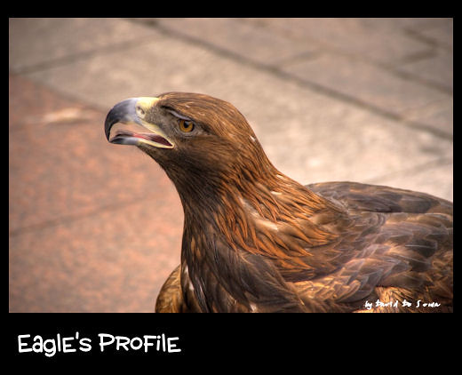 Eagle's Profile / Perfil Aguileno by Far & Away
