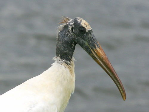 Wood Stork 2-20090831