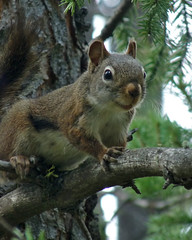Squirrel in Tree 6