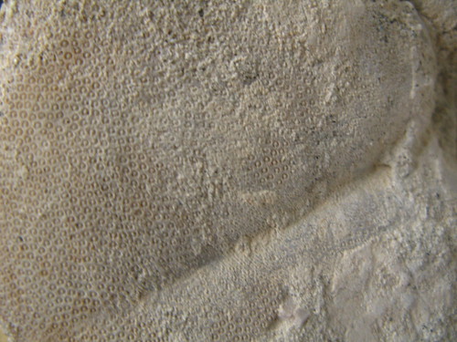 Detail of Clypeaster portentosus