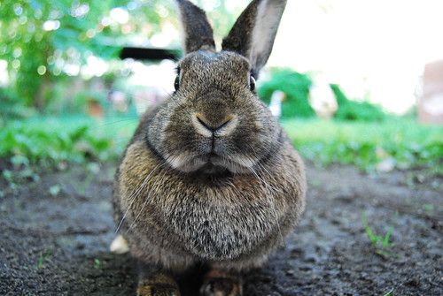 Rabbit ! / Kaninchen!