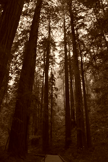 Muir Woods National Monument (38)