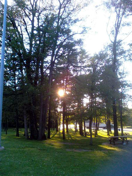 Sun Through the Trees (Click to enlarge)