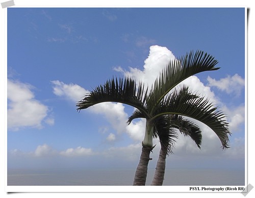 Clouds and Palm Trees