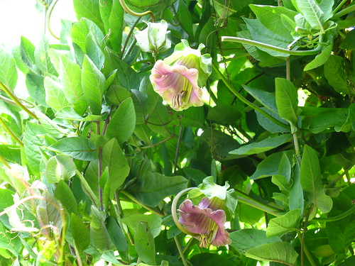 2009-08-01 garden; Cobaea scandens