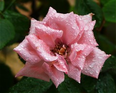 The rain rose