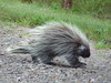 Porcupine on Roos Rd