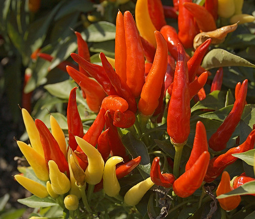 Missouri Botanical Garden (Shaw's Garden), in Saint Louis, Missouri, USA - hot peppers