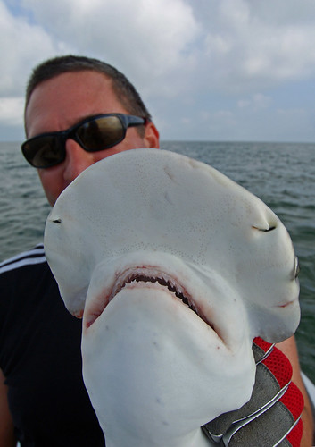florida keys sharks. Bonnethead Shark, Florida Keys