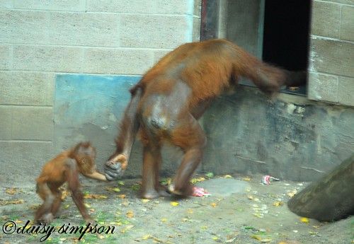 orangutan hand in hand
