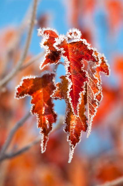 First Autumn Frost | Первые заморозки