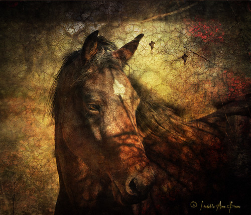UVM Morgan Horse: In the Shadows by Isabelle Ann