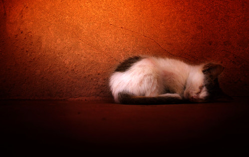 フリー画像|動物写真|哺乳類|ネコ科|猫/ネコ|子猫|寝顔/寝相/寝姿|フリー素材|