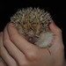 Hedgehog-Grumpy Lucy