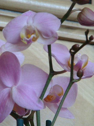more orchids