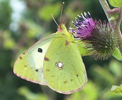 Clouded Yellow Helice form. Butterfly
