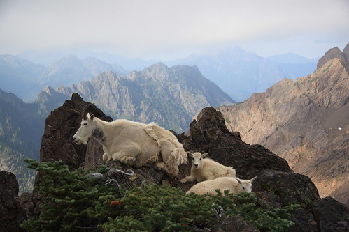 Mountain Goats Atop Mount Ellinor