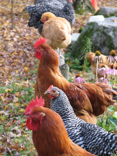 Fence Chickens