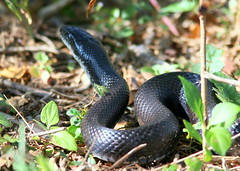 Black Snake 20091013