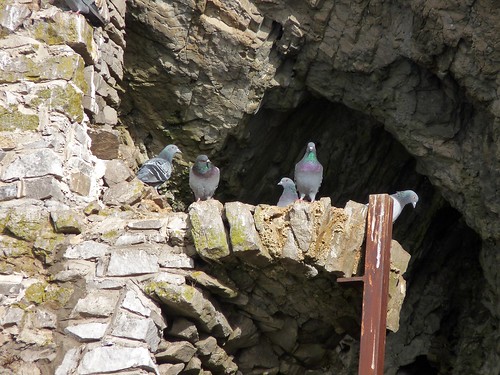 11624 - Rock Doves at Culver Hole, Gower