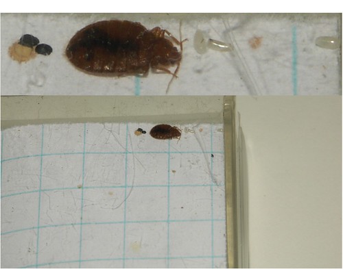 Bed Bugs vs Carpet Beetle Larvae