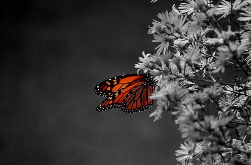 black and white photos with color splash. Monarch Butterfly Color Splash