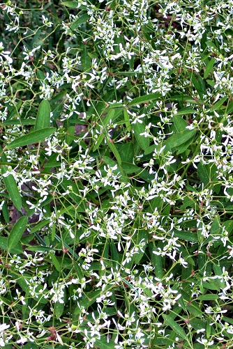 Euphorbia hypercifolia 'Diamond Frost' (rq) - 03