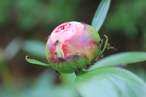 Peony Flower Bud, Covered in Ants