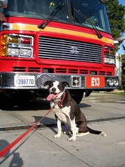 Joel Lees happy dog recently posed in front of the Beacon Hill Fire Station. Photo by Joel in the Beacon Hill Blog photo pool on Flickr.
