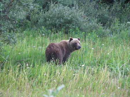 One of several grizzlies we saw