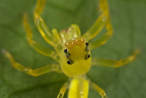 it's always good to look close 15 - Yellow Spider