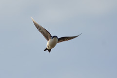Tree Swallow DSC_4515 by Mully410 * Images