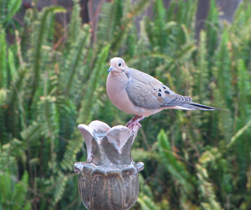 mourning dove on fountain